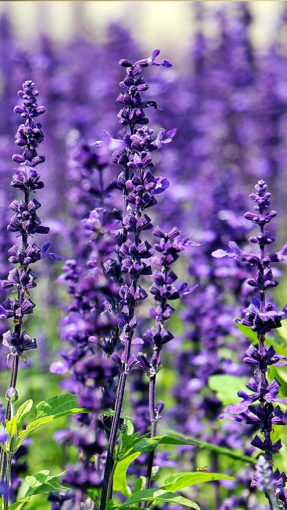 prodotti lavanda sapone antichi ricordi